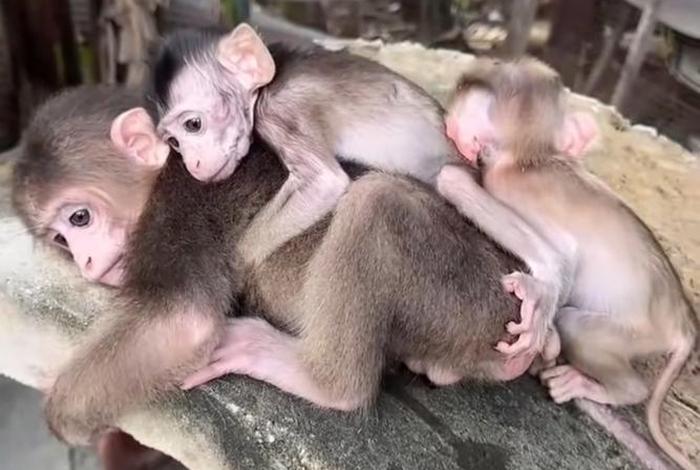 二人生猴子全程不盖被子免费观看宜新视频(两个人生猴子) 二人生猴子全程不盖被子免费观看宜新视频(两个人生猴子)