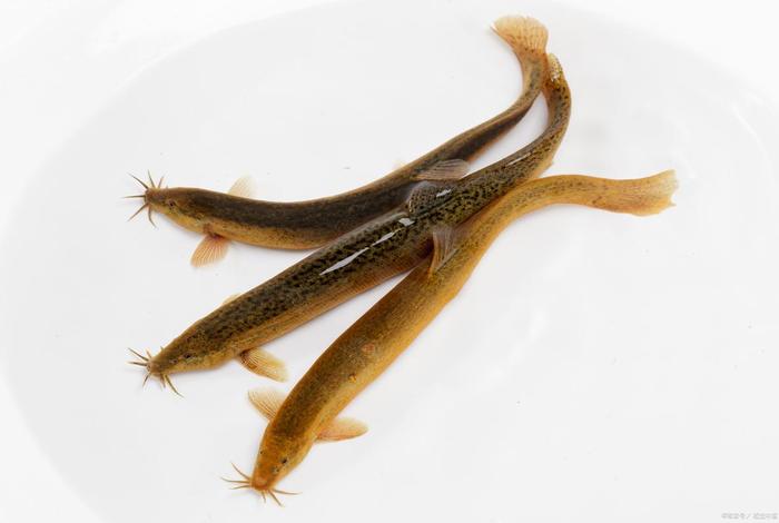 泥鳅生活环境（泥鳅生活环境那么差能吃吗）