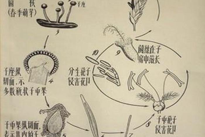 寄生生活的真菌有哪些 - 寄生类的真菌 寄生生活的真菌有哪些 - 寄生类的真菌