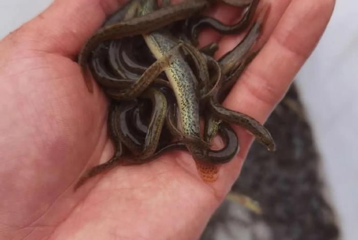 泥鳅生活在什么样的环境里 - 泥鳅一般生活在水域的什么地方 泥鳅生活在什么样的环境里 - 泥鳅一般生活在水域的什么地方