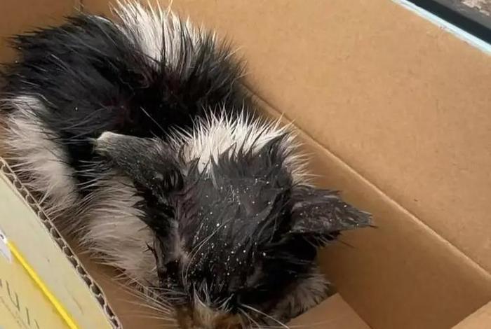 流浪猫的生活环境脏不脏(流浪猫生存环境) 流浪猫的生活环境脏不脏(流浪猫生存环境)