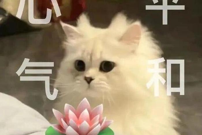 生活表情包沙雕 - 生活表情包沙雕版