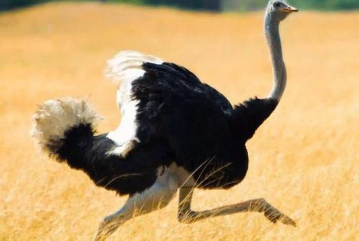 鸵鸟的生活环境和生活方式（鸵鸟的生活特征）