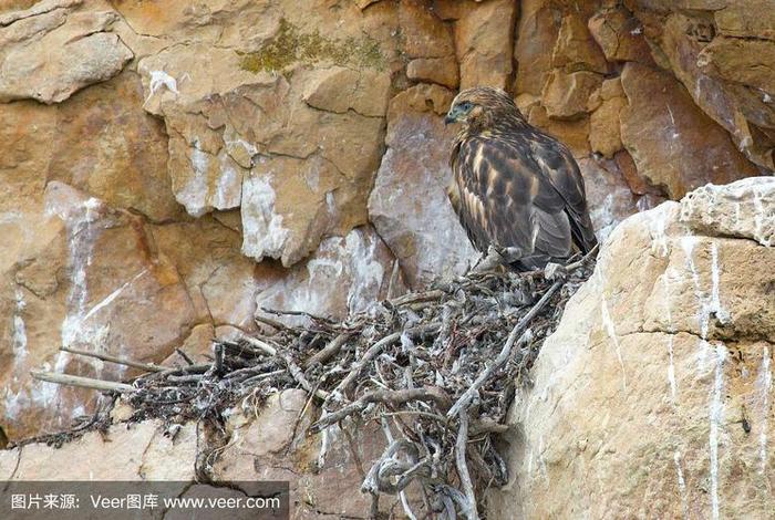 鹰的生活环境 鹰的居住环境 鹰的生活环境 鹰的居住环境