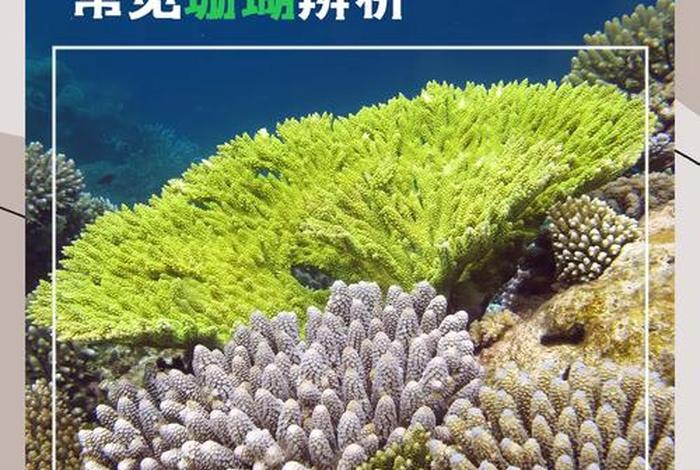 珊瑚生存现状 珊瑚的生存条件