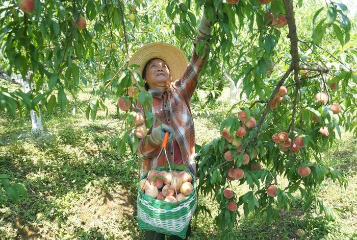 乡村生活下载,乡村生活下载桃子移植 乡村生活下载,乡村生活下载桃子移植