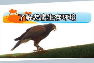 鹰的生活环境及特点与特征 - 鹰的生活是怎样的