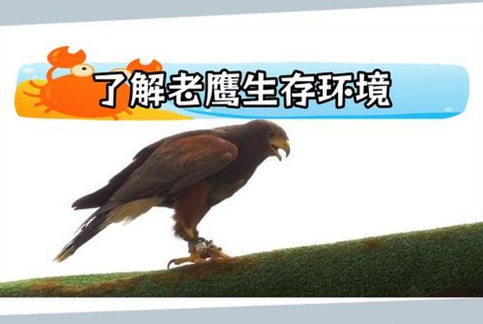 鹰的生活环境及特点与特征 - 鹰的生活是怎样的