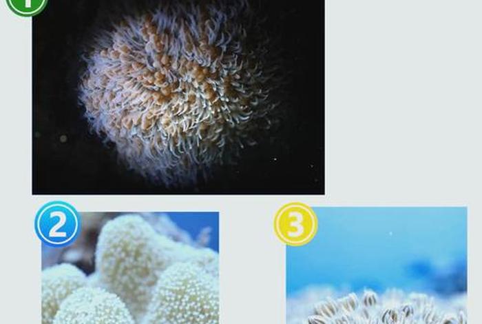 珊瑚生活在一起吗、珊瑚生活在深海吗