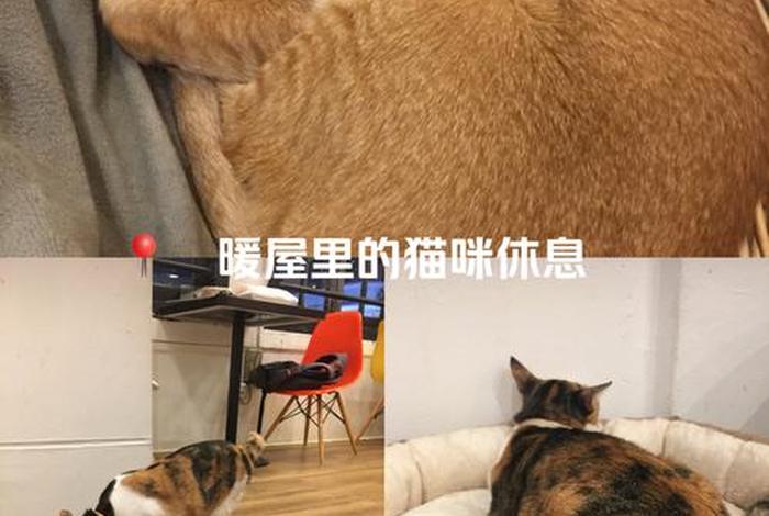 爱猫生活小组的车;爱猫生活小组暗号是什么 爱猫生活小组的车;爱猫生活小组暗号是什么