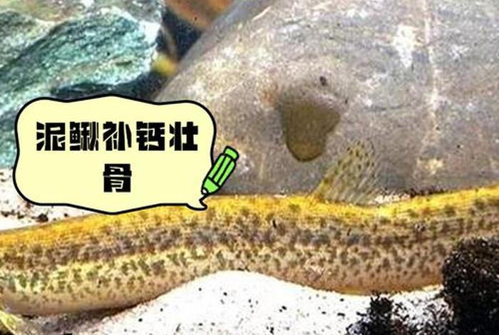 泥鳅的生存条件、泥鳅生活条件