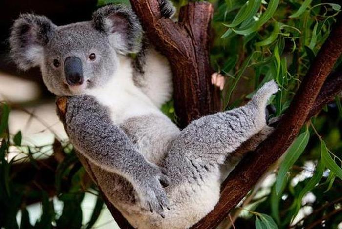 考拉生活习惯、考拉的生存现状