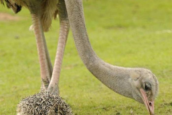 鸵鸟生活在非洲国家，鸵鸟在非洲什么地方生存