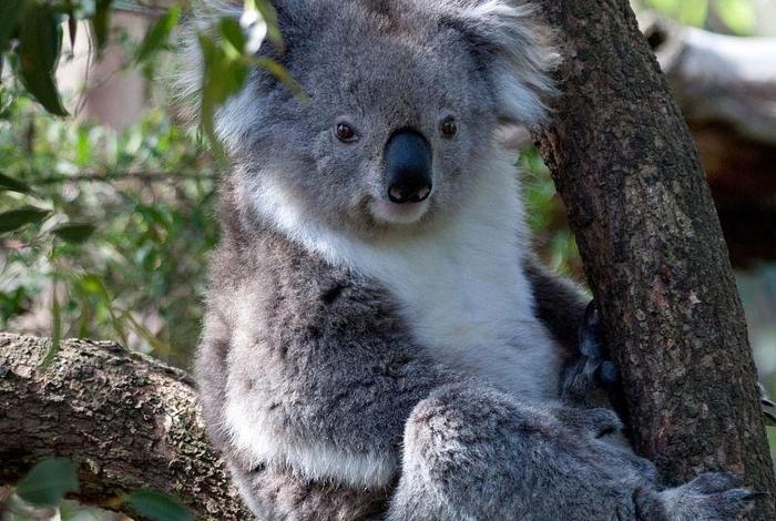考拉生活在什么树上 考拉主要生活在