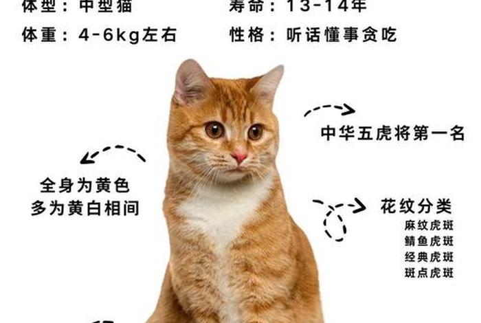 爱猫生活 正式版（爱猫生活组观点正确吗）