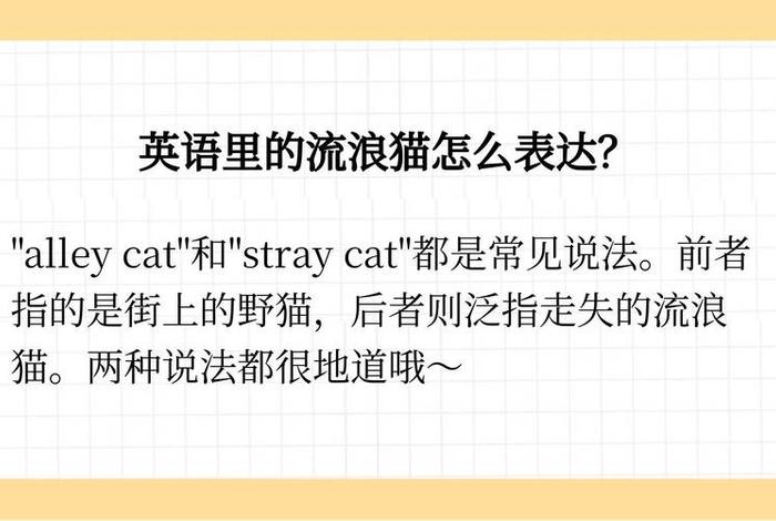 流浪猫的英文；流浪猫的英文名字