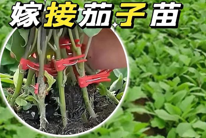 茄子生长周期多少天、茄子生长周期多少天挂果