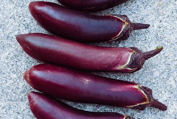 茄子生活环境怎么样;茄子的生活 茄子生活环境怎么样;茄子的生活