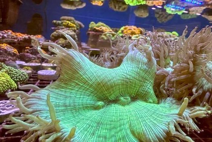 珊瑚生活住在哪里 珊瑚生活在多深的海里