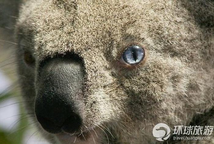 考拉生活网 考拉vpb