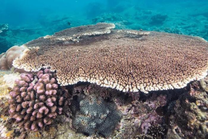 珊瑚生存现状 珊瑚的生存条件