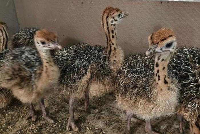 鸵鸟生活在、中国有鸵鸟吗
