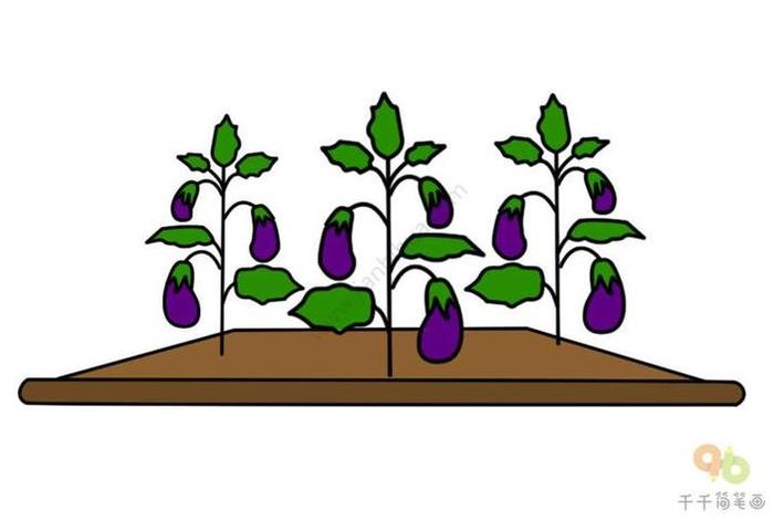 茄子生活环境及特点、茄子的生长环境简笔画