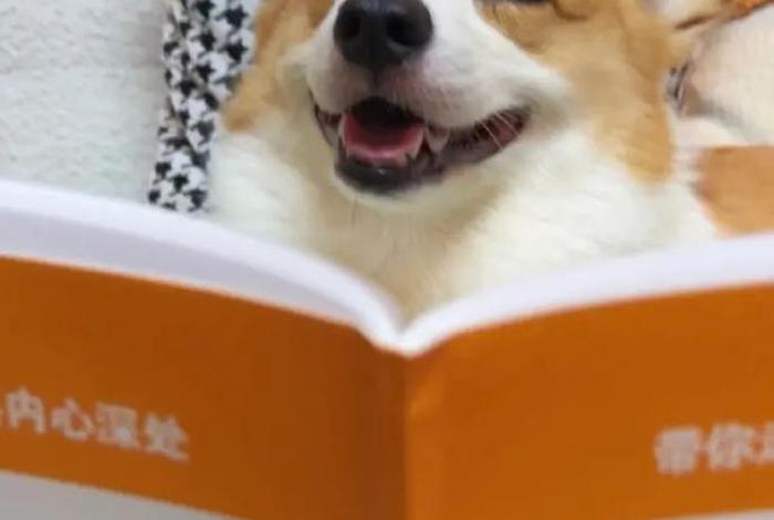 生活我硬撑表情包柯基犬,生活 我 表情包原图 压垮 生活我硬撑表情包柯基犬,生活 我 表情包原图 压垮