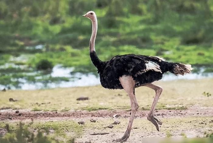鸵鸟生活在哪;鸵鸟一般生活在哪里 鸵鸟生活在哪;鸵鸟一般生活在哪里
