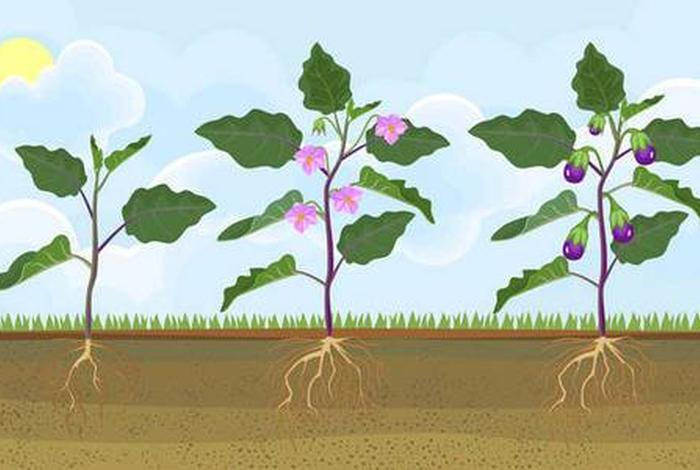 茄子生长过程图片示意图、茄子生长过程图片 简笔画 茄子生长过程图片示意图、茄子生长过程图片 简笔画