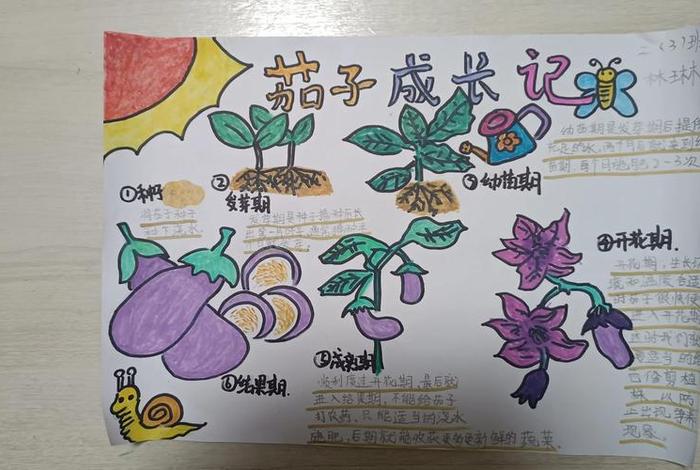 茄子生活环境和特征；茄子生活在什么环境