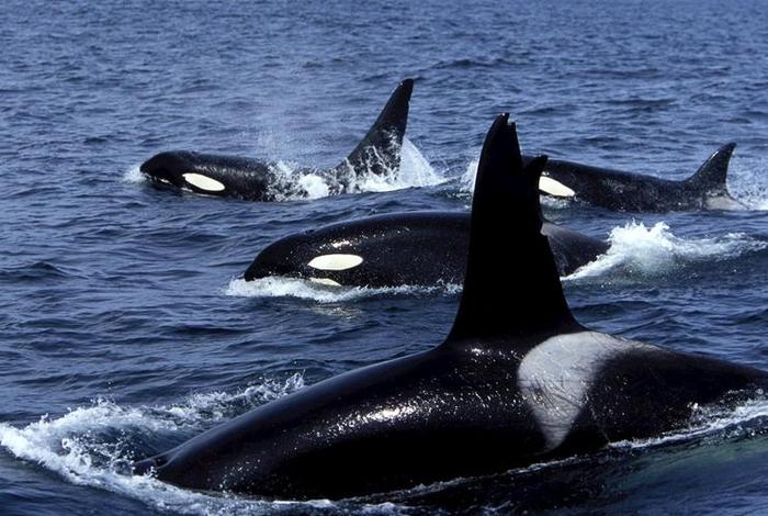 海豚的生活习性是什么（海豚的生活地点）