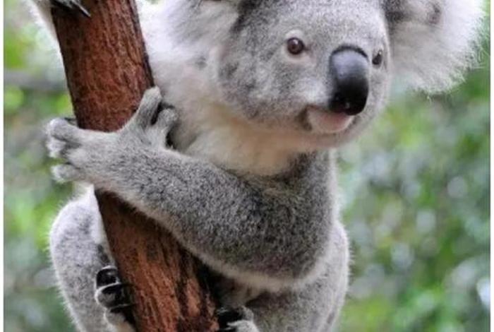 考拉生活在什么树上，考拉生活在什么地带