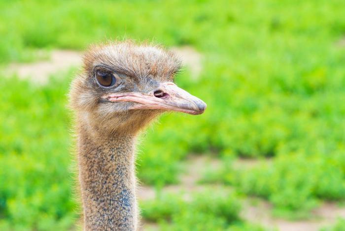 鸵鸟生活环境要求 - 鸵鸟生活环境要求有哪些