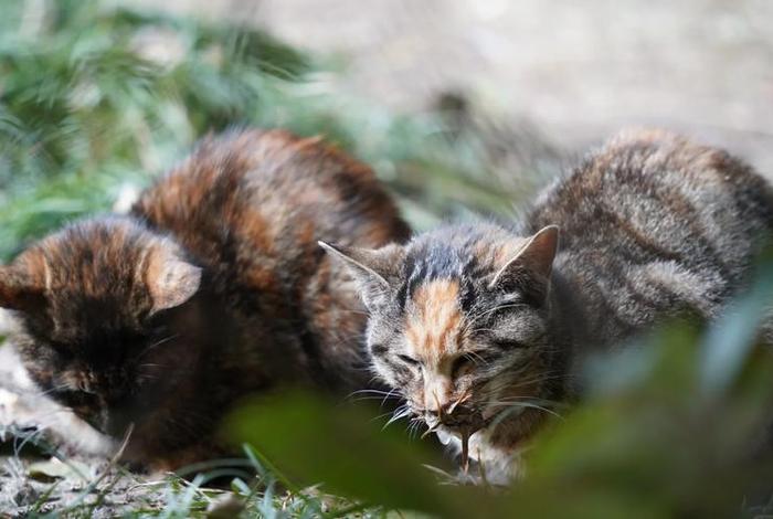 流浪猫的生活纪录片全集；流浪猫生活轨迹
