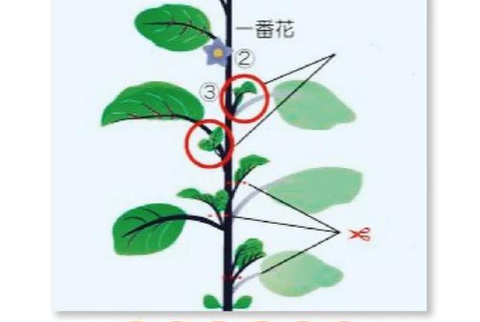 茄子生活在怎样的环境，茄子生长在哪里图片