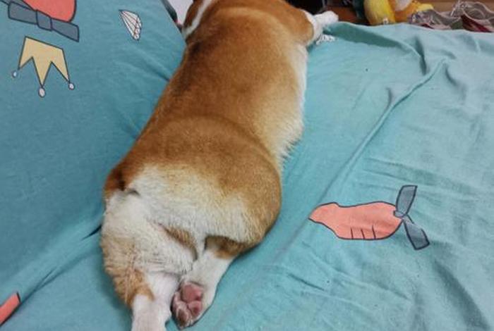 生活我硬撑表情包柯基犬,生活 我 表情包原图 压垮 生活我硬撑表情包柯基犬,生活 我 表情包原图 压垮