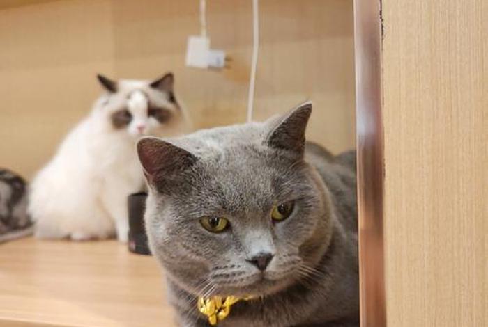 爱猫生活馆（爱猫生活组团购真假）