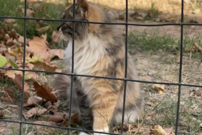 流浪猫的花语是什么、流浪猫吉祥 流浪猫的花语是什么、流浪猫吉祥