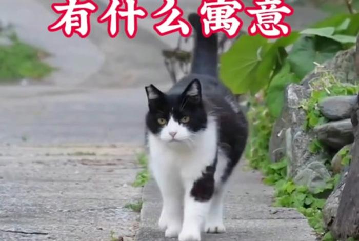 流浪猫的花语、流浪猫寓意