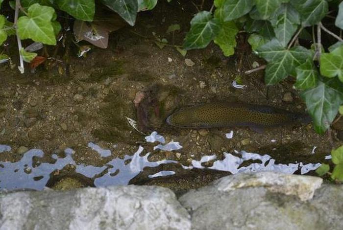 泥鳅生活在水里还是泥里,泥鳅一般生活在水域的什么地方 泥鳅生活在水里还是泥里,泥鳅一般生活在水域的什么地方