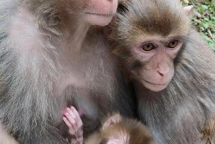 二人生猴子免费观看完整版视频，两个人生猴子免费观看完整版