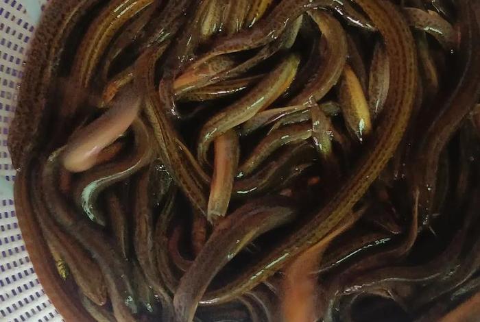 泥鳅生活在哪里 泥鳅生活在哪里喜欢吃什么 泥鳅生活在哪里 泥鳅生活在哪里喜欢吃什么