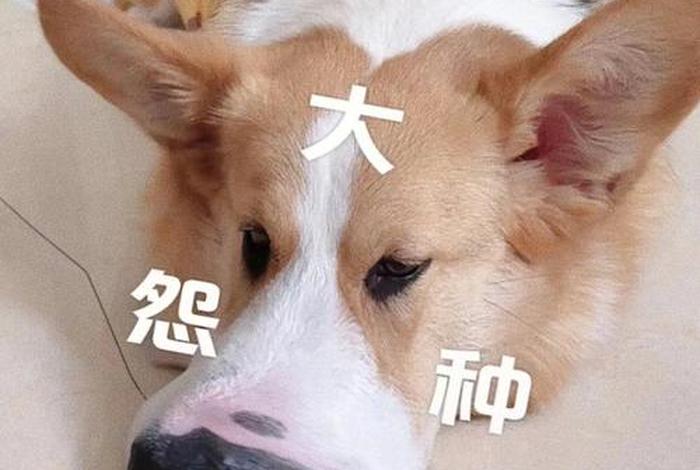 生活我硬撑表情包柯基犬;我生活硬撑的表情包 生活我硬撑表情包柯基犬;我生活硬撑的表情包