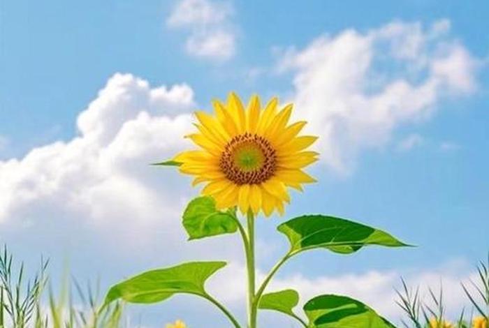 正能量唯美图片 心态向上阳光图片 正能量唯美图片 心态向上阳光图片