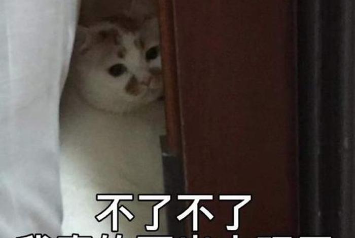 生活我表情包猫咪 - 生活我表情包原图不带字