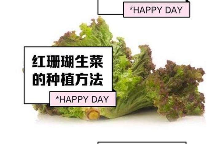 珊瑚生菜，珊瑚生菜怎么吃最好