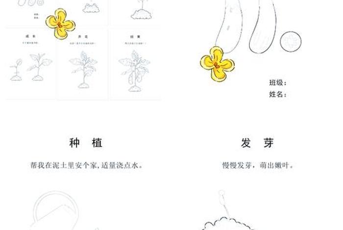 茄子生长日记图片，茄子生长日记图片简笔画