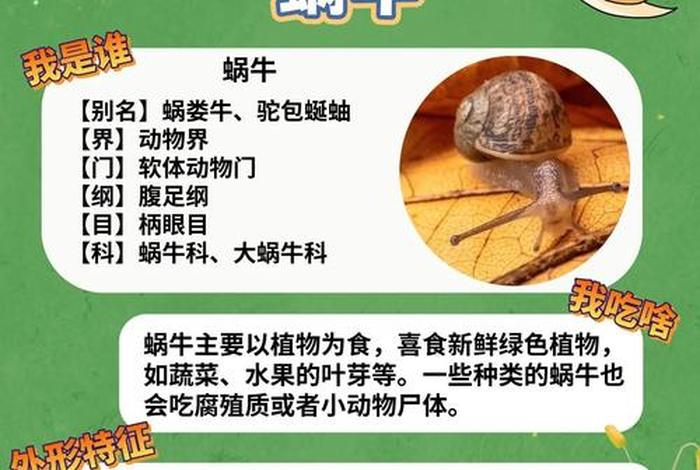 蜗牛生活习性是什么(蜗牛的生活特征和生活方式) 蜗牛生活习性是什么(蜗牛的生活特征和生活方式)