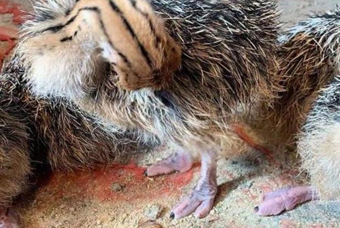 鸵鸟生活在哪儿、鸵鸟主要生活在哪里 鸵鸟生活在哪儿、鸵鸟主要生活在哪里